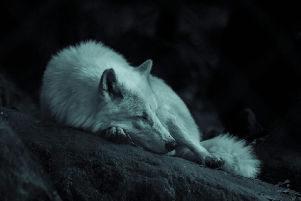 Il Lupo: Scopri il Significato di Questo Spirito Animale