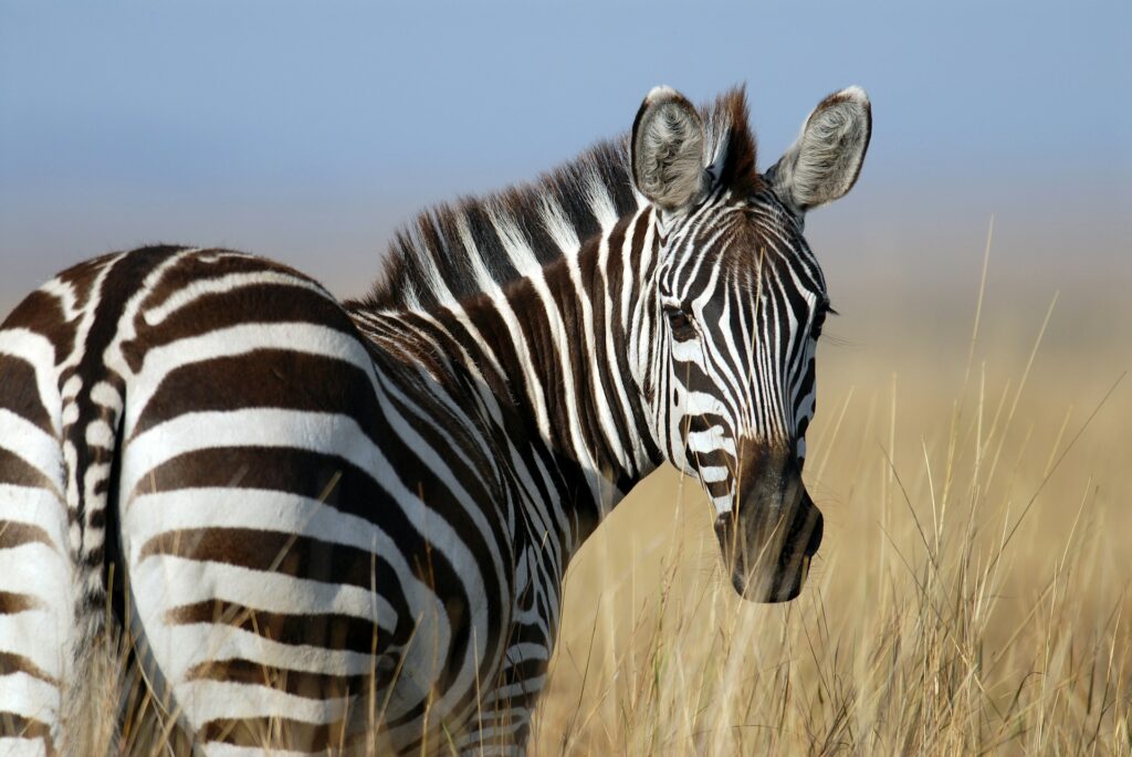 L'Animale Spirituale della Zebra: Simbolismo e Significati