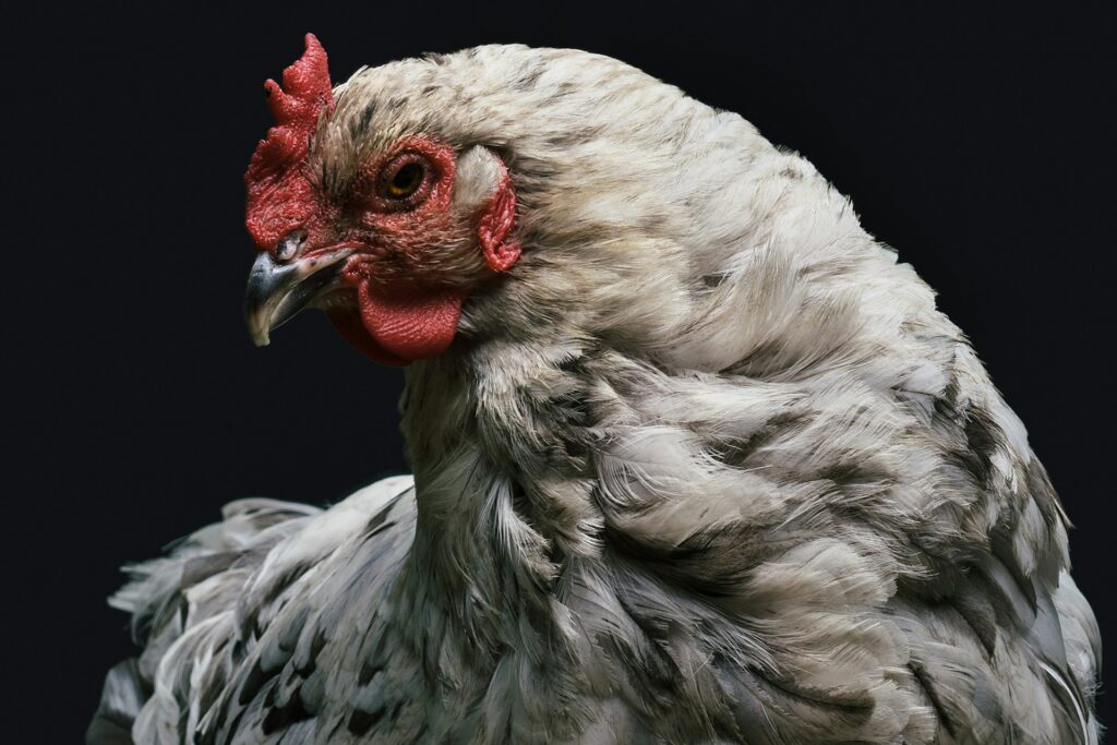 Il Pollo: Simbolismo e Significato dello Spirito Animale