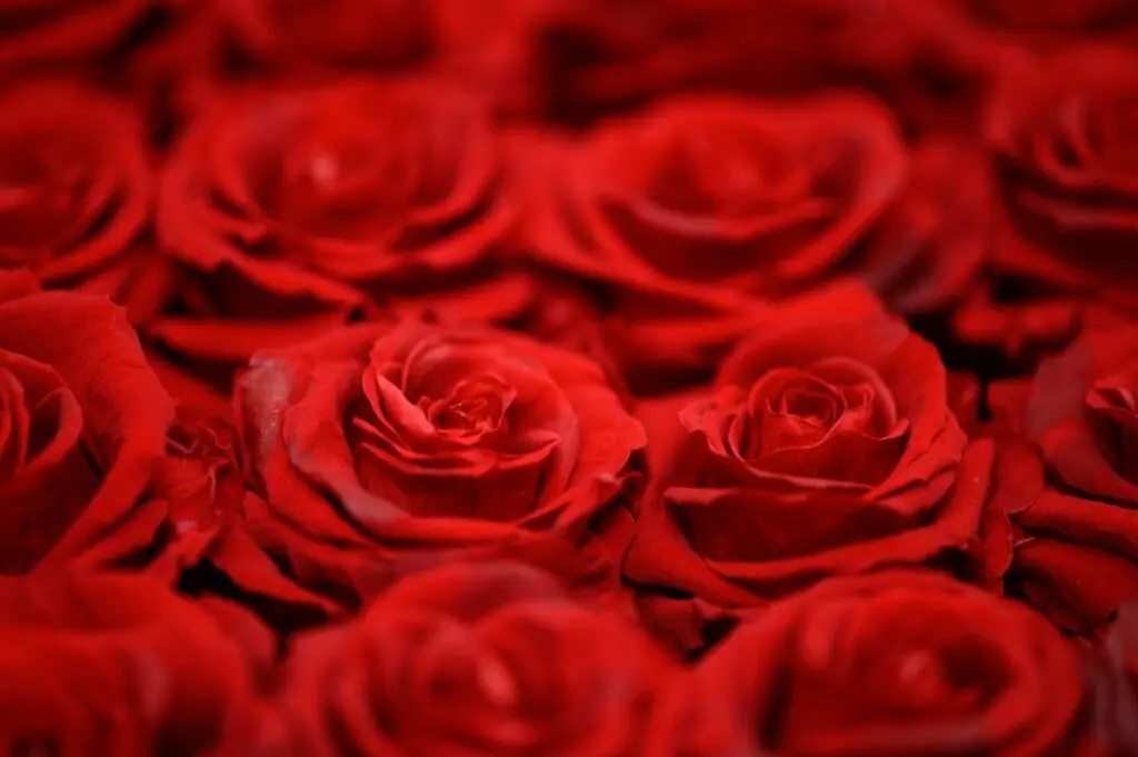 Aura Rossa: Tratti, Caratteristiche e Come Bilanciarla